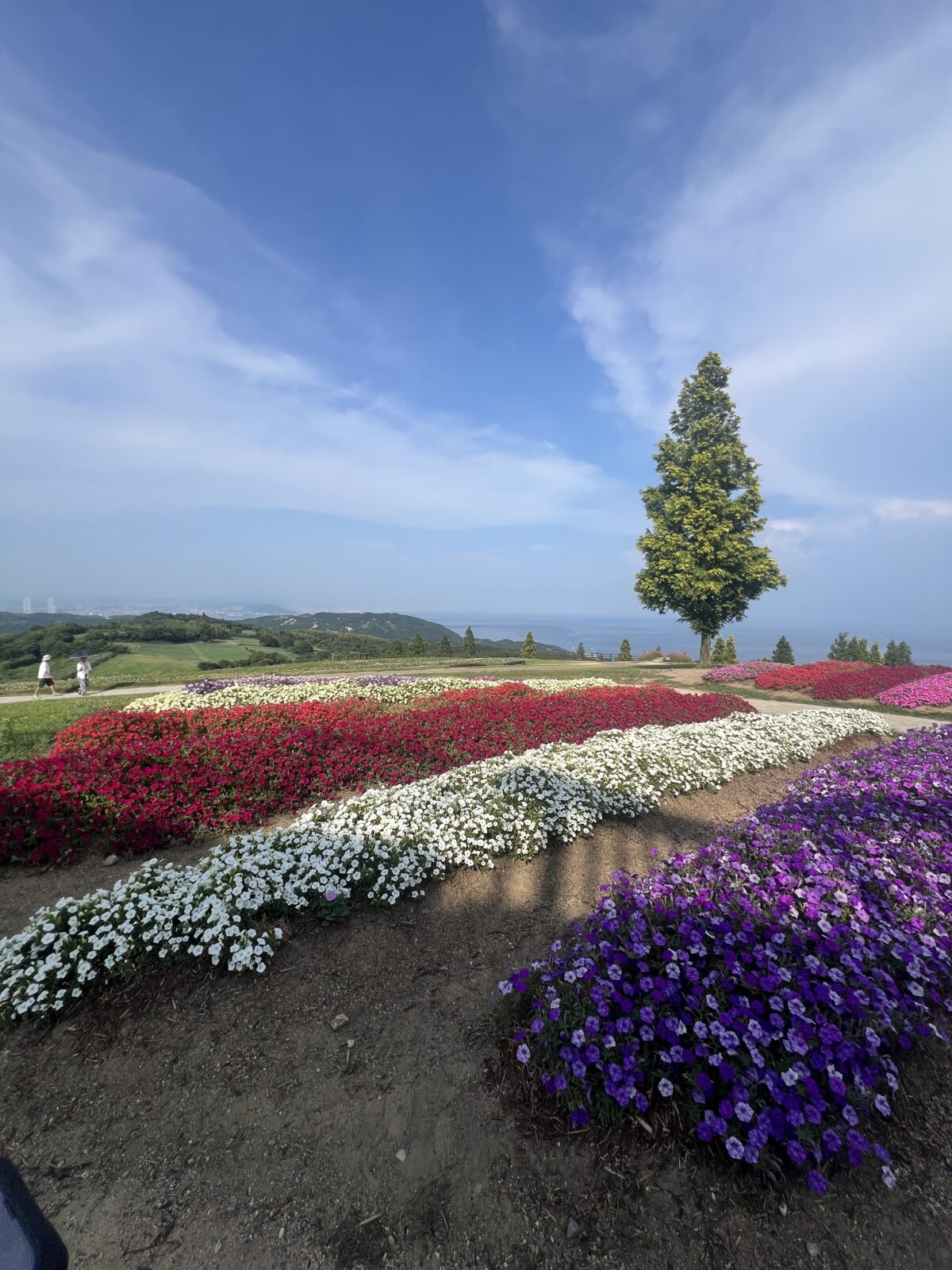 淡路島花さじき